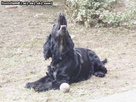 Englischer Cocker Spaniel Perro