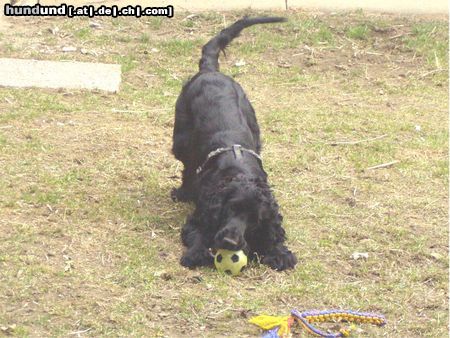 Englischer Cocker Spaniel Perro