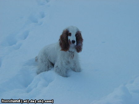 Englischer Cocker Spaniel Bandit