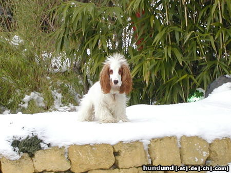 Englischer Cocker Spaniel Das ist unser Bandit! Wie man sieht mag er den Schnee besonders gerne! 