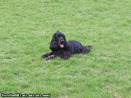 Englischer Cocker Spaniel Diego