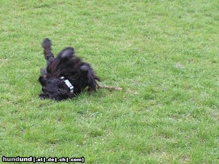 Englischer Cocker Spaniel Diego