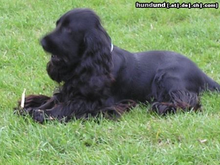 Englischer Cocker Spaniel Diego