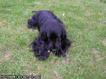 Englischer Cocker Spaniel Diego