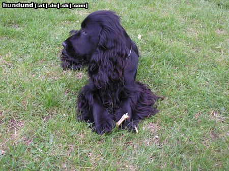 Englischer Cocker Spaniel Diego