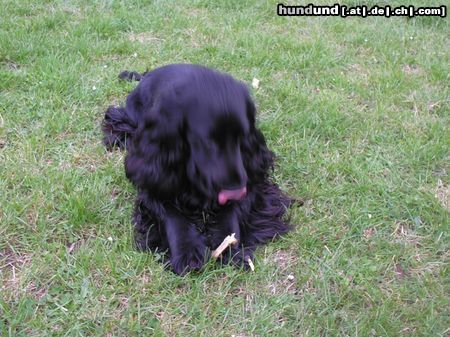 Englischer Cocker Spaniel Diego