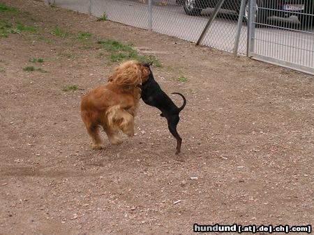 Englischer Cocker Spaniel dog-dancing