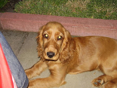 Englischer Cocker Spaniel Emmi