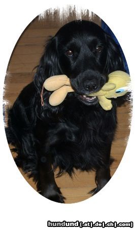 Englischer Cocker Spaniel Ich und mein Tweety