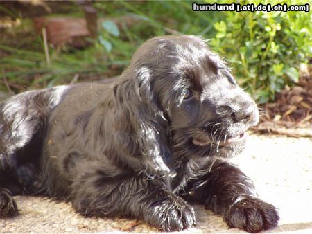 Englischer Cocker Spaniel Perrobär - mein größter Schatz auf Erden!