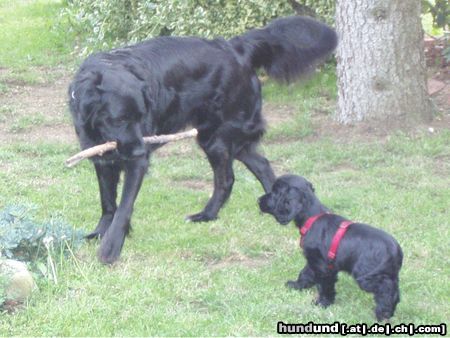 Englischer Cocker Spaniel Ich will mitspielen