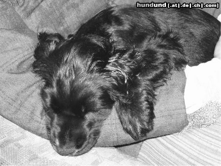 Englischer Cocker Spaniel Sleeping Baby