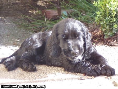 Englischer Cocker Spaniel Cockerbaby