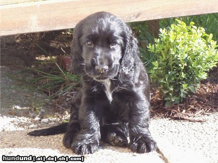 Englischer Cocker Spaniel Perro