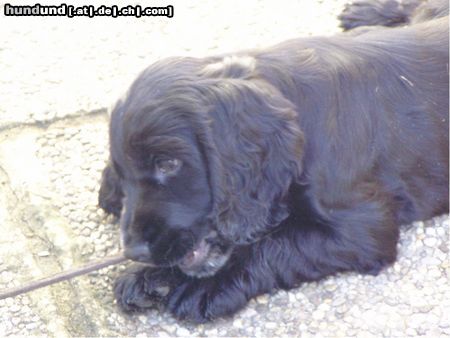 Englischer Cocker Spaniel Cockerbaby