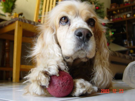 Englischer Cocker Spaniel das ist mein Ball