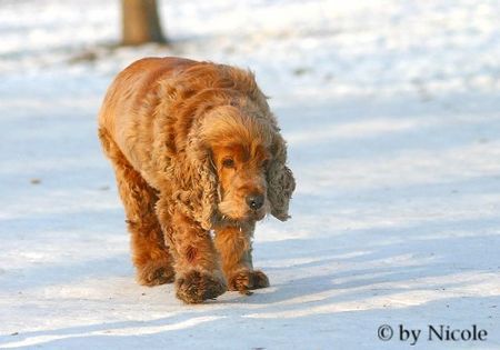 Englischer Cocker Spaniel Prater