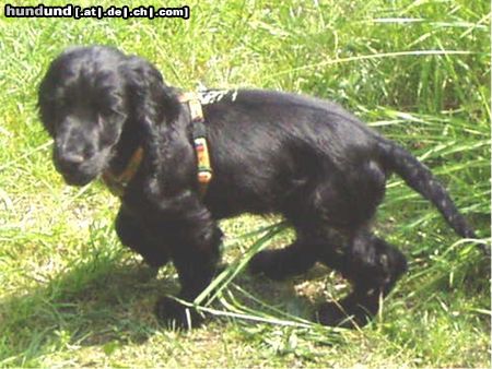 Englischer Cocker Spaniel Cockerbaby