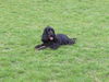 Englischer Cocker Spaniel Hund