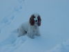 Englischer Cocker Spaniel Hund