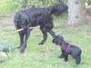 Englischer Cocker Spaniel Hund