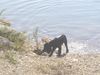 Englischer Cocker Spaniel Hund