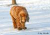 Englischer Cocker Spaniel Hund