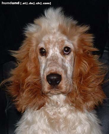 Englischer Cocker Spaniel Das passiert wenn man die Nase in die Steckdose steckt (Rhenus Tony-Boy)