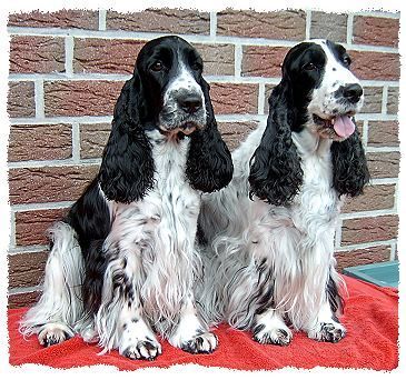 Englischer Cocker Spaniel Charming Puja a.d. Cockerland und ihre Mutter Daisy