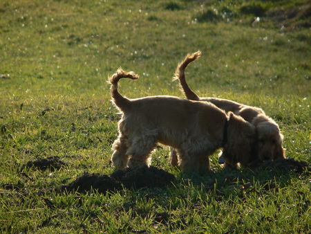 Englischer Cocker Spaniel Schwestern