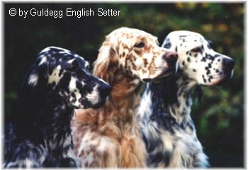 English Setter Our Midsummer Skye 