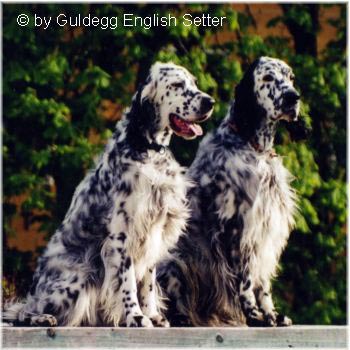 English Setter Wurfgeschwister in Blue Belton: Jenny und Benny