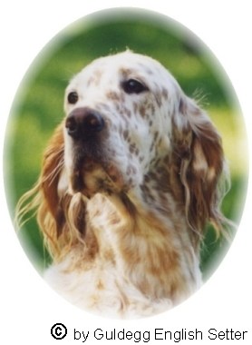 English Setter Qu's Gonna Wonna Win 