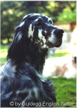 English Setter Our Midsummer Skye 