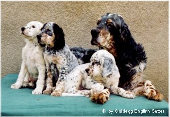 English Setter Nightfrost 