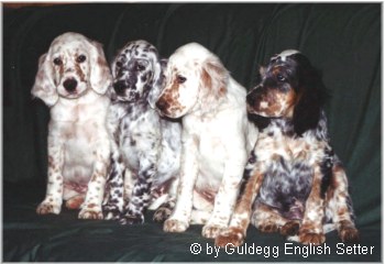 English Setter Suit Yourself Startailor, Starry-Starry Skye Syndi, SoSiouxMe Scout, Simply The Best Spencer im Alter von 8 Wochen