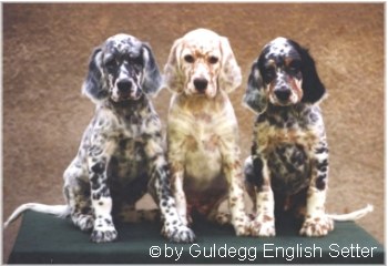 English Setter Drei Rüden des O-Wurfes in den typischen Farben des English Setter: blue belton, orange belton und tricolor