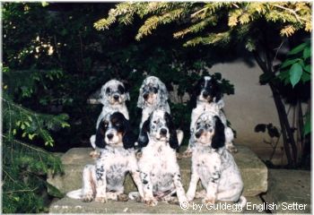 English Setter Der N-Wurf 