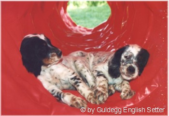 English Setter Ein beliebter Welpenspielplatz: der Tunnel: Nightshadow und Nina Rizzi von der Guldegg