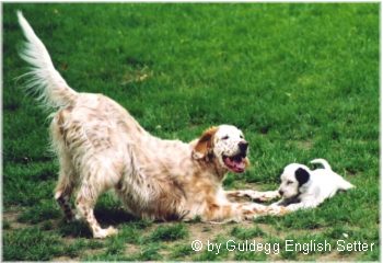 English Setter Die orange belton Champion-Hündin Qu's Gonna Wonna Win 