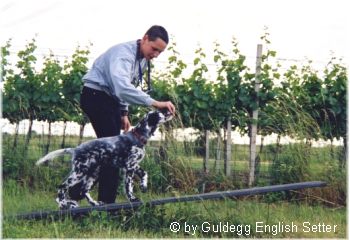 English Setter Die 16 Wochen alte Too Hot To Handle 