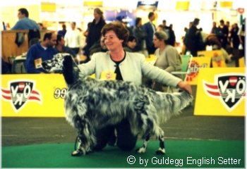 English Setter Qu's Black-Eared Bennett 