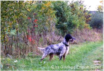 English Setter Tricolorhündin Silvanus Juana im Alter von 14 Monaten