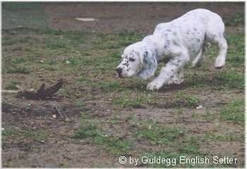 English Setter Früh übt sich! Ticket To The Top 