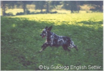 English Setter Our Midsummer Skye 