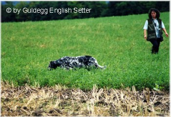 English Setter Our Midsummer Skye 