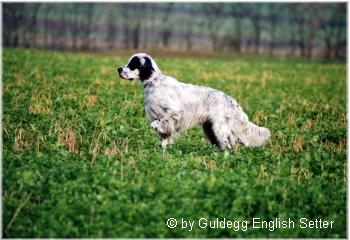 English Setter Der 15 Monate alte Ready Moneymaker 