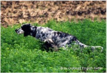 English Setter Ch. Qu's Black-Eared Bennett 