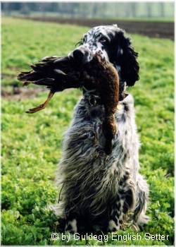 English Setter Ch. Qu's Black-Eared Bennett 