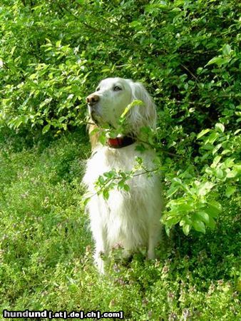 English Setter meine 10-jährige Hündin Nela